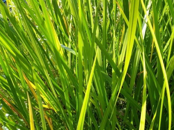 Acorus calamus (Sweet flag)