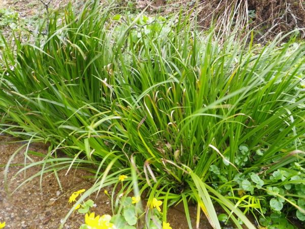 Acorus gramineus (Japanese sweet flag)