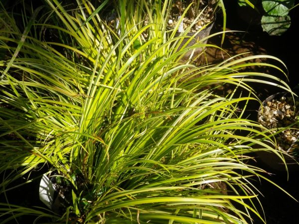 Acorus gramineus Ogon (Gold variegated Japanese rush)