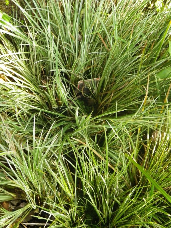 Acorus gramineus Variegatus (White variegated Japanese sweet flag)