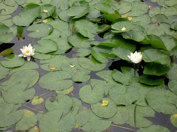 Nymphaea Alba (White water lily)