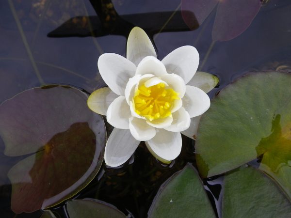 Nymphaea Albatross