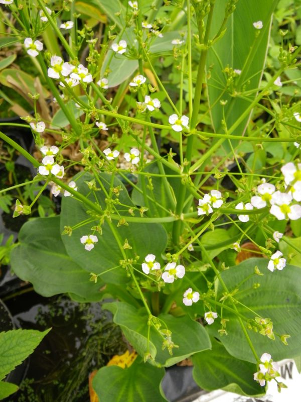 Alisma parviflora (American water plantain)
