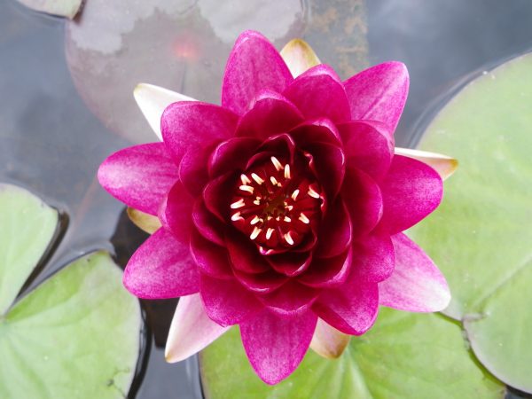 Nymphaea Almost Black