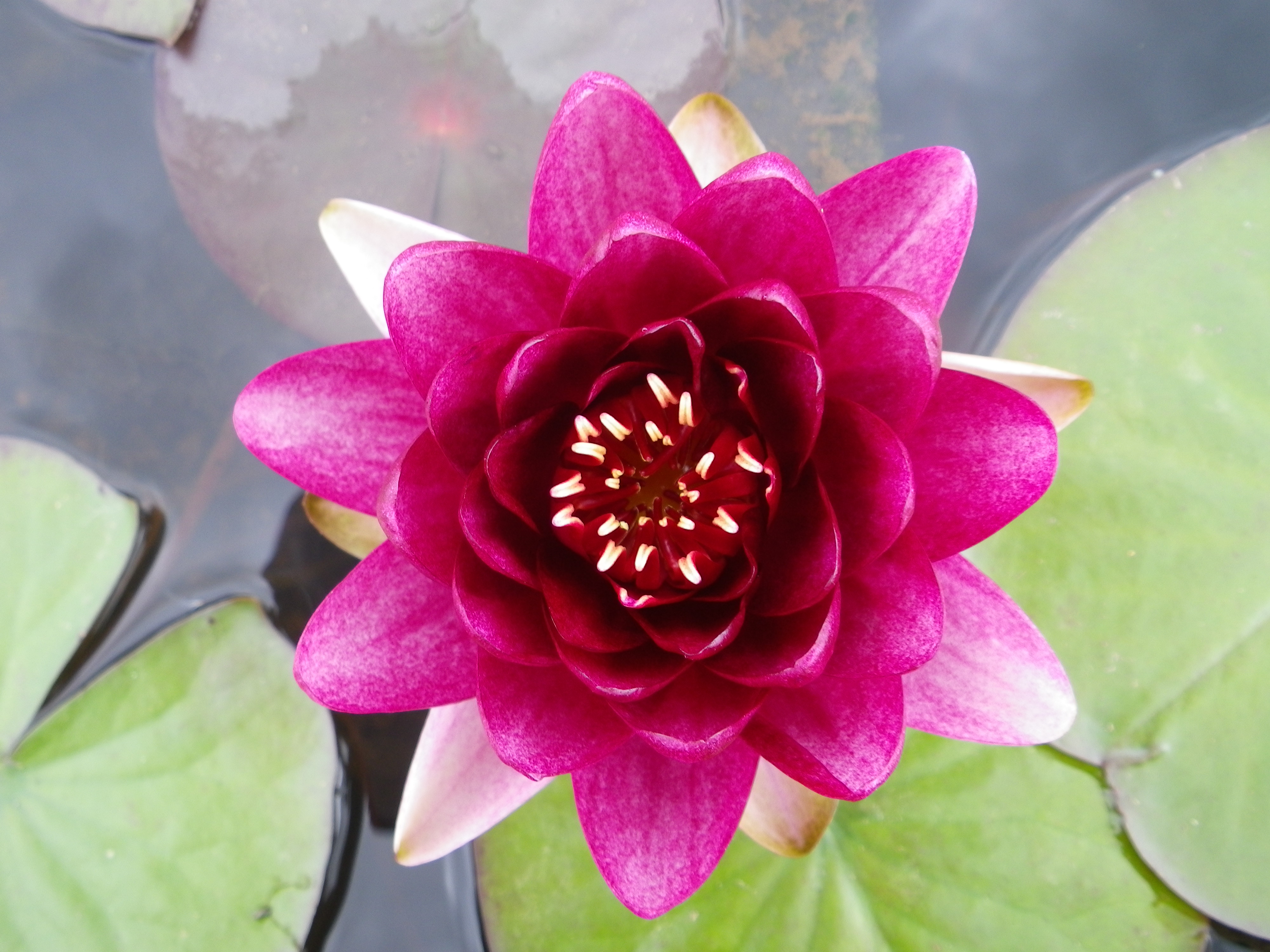 Nymphaea Almost Black - Devon Pond Plants