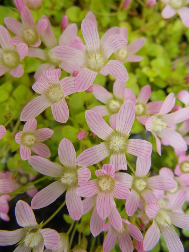 Anagallis tenella (Bog pimpernel) Devon Pond Plants