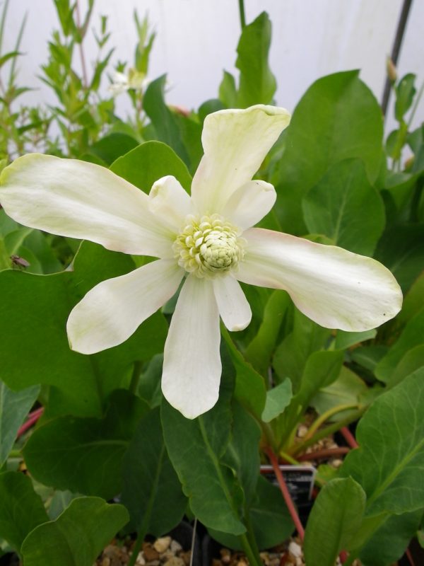 Anemopsis californicum (Apache Beads, Yerba Mansa)