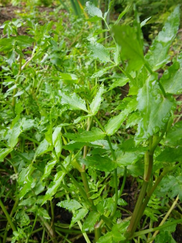 Apium nodiflorum now Helosciadium nodiflorum (Fool’s cress)