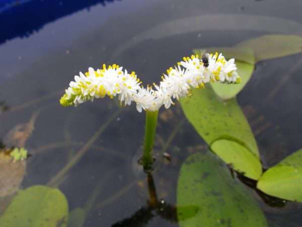 Aponogeton desertorum (Water hawthorn)