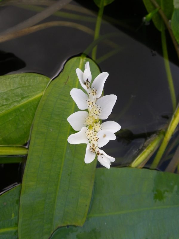 Aponogeton distachyos (Water hawthorn)