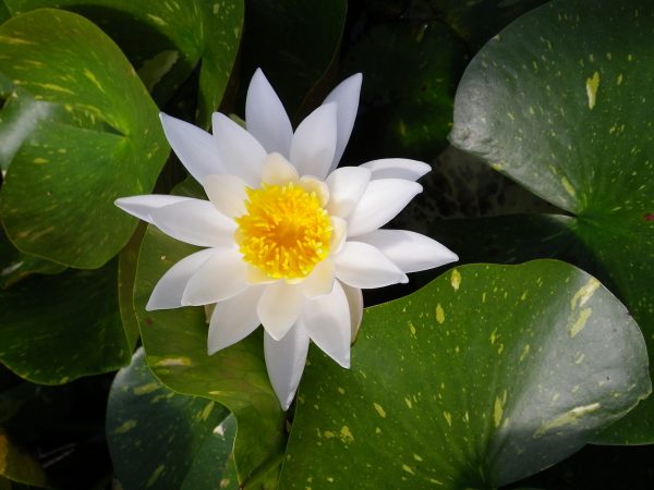 Nymphaea Arc en Ciel