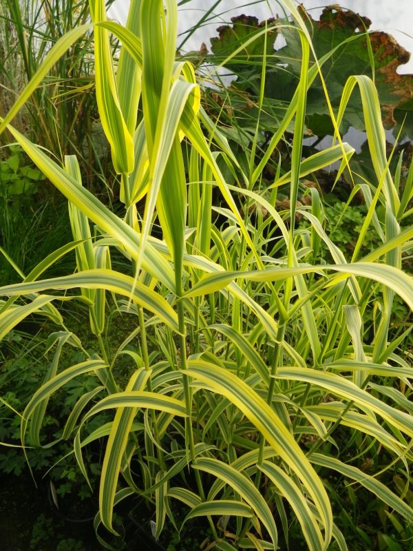 Arundo donax aurea (Gold variegated giant water reed)