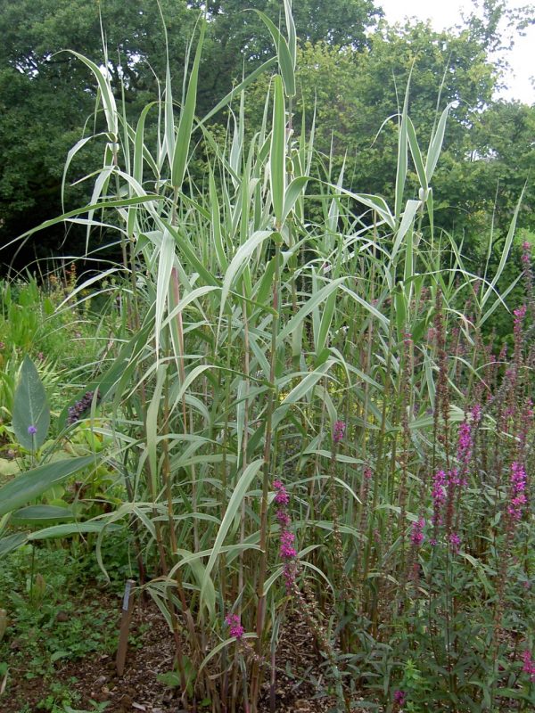 Arundo donax variegata (White variegated giant water reed)