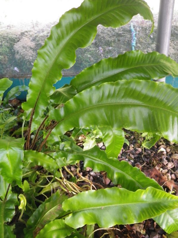 Asplenium scolopendrium (Hart's tongue fern)