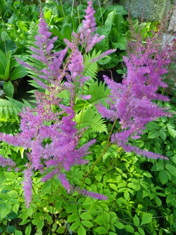 Astilbe pink (False Goat's beard) - Image 4