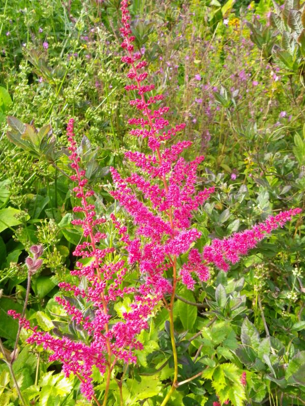 Astilbe pink (False Goat's beard)