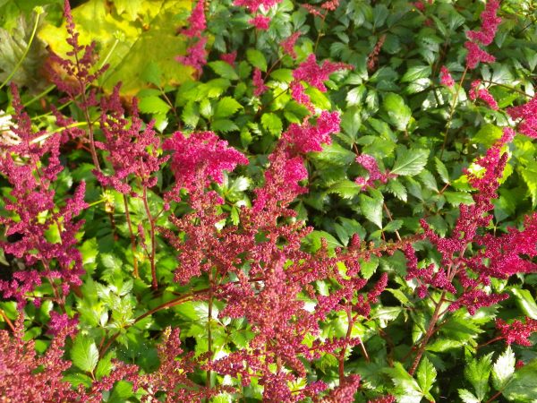 Astilbe Red (False Goat's Beard)