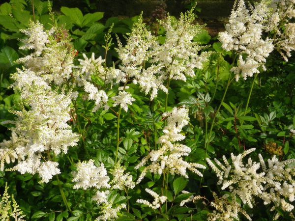 Astilbe pink (False Goat's beard) - Image 2