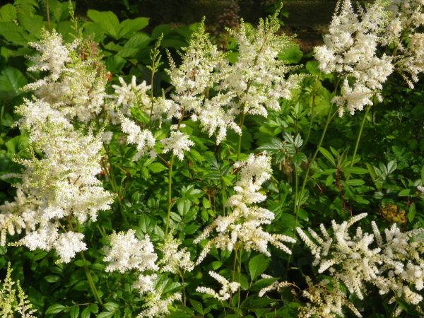 Astilbe White (False Goat's Beard)
