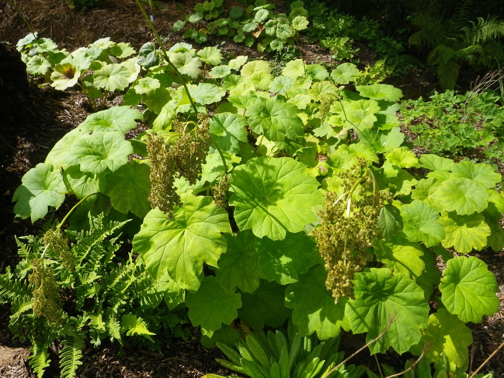 Moisture Loving Plants Page 2 Devon Pond Plants