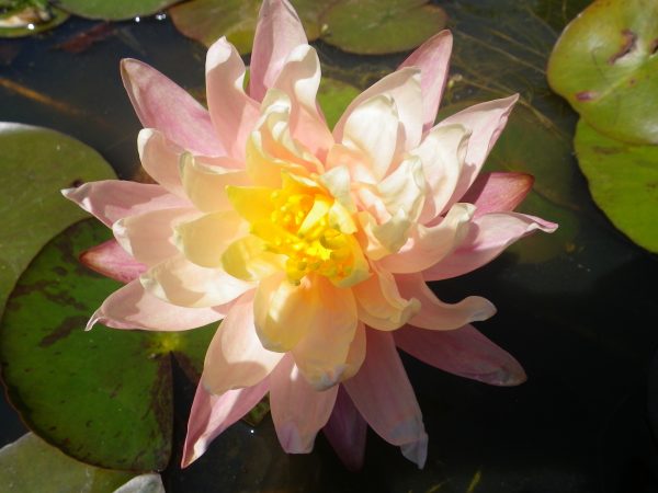 Nymphaea Barbara Dobbins