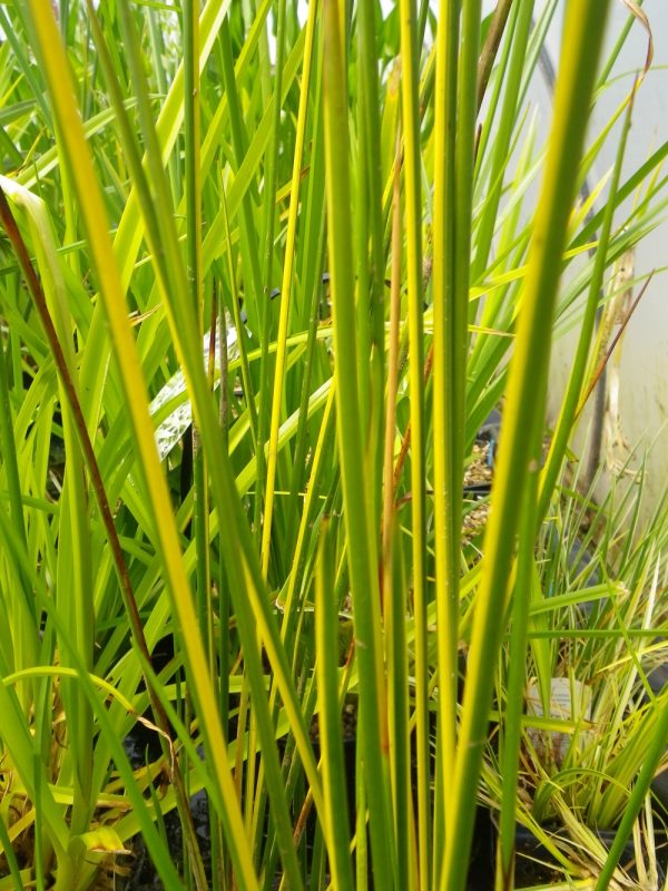 Baumea rubiginosa variegata (Golden spear)