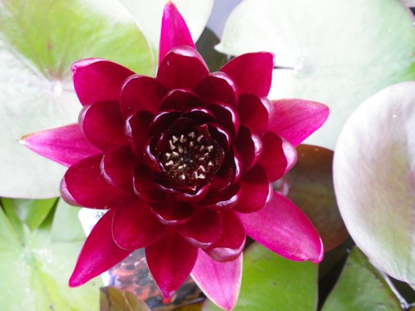 Nymphaea Black Princess
