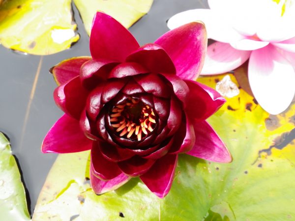 Nymphaea Burgundy Princess
