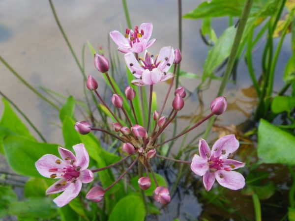 Butomus Rosenrot (Flowering rush)