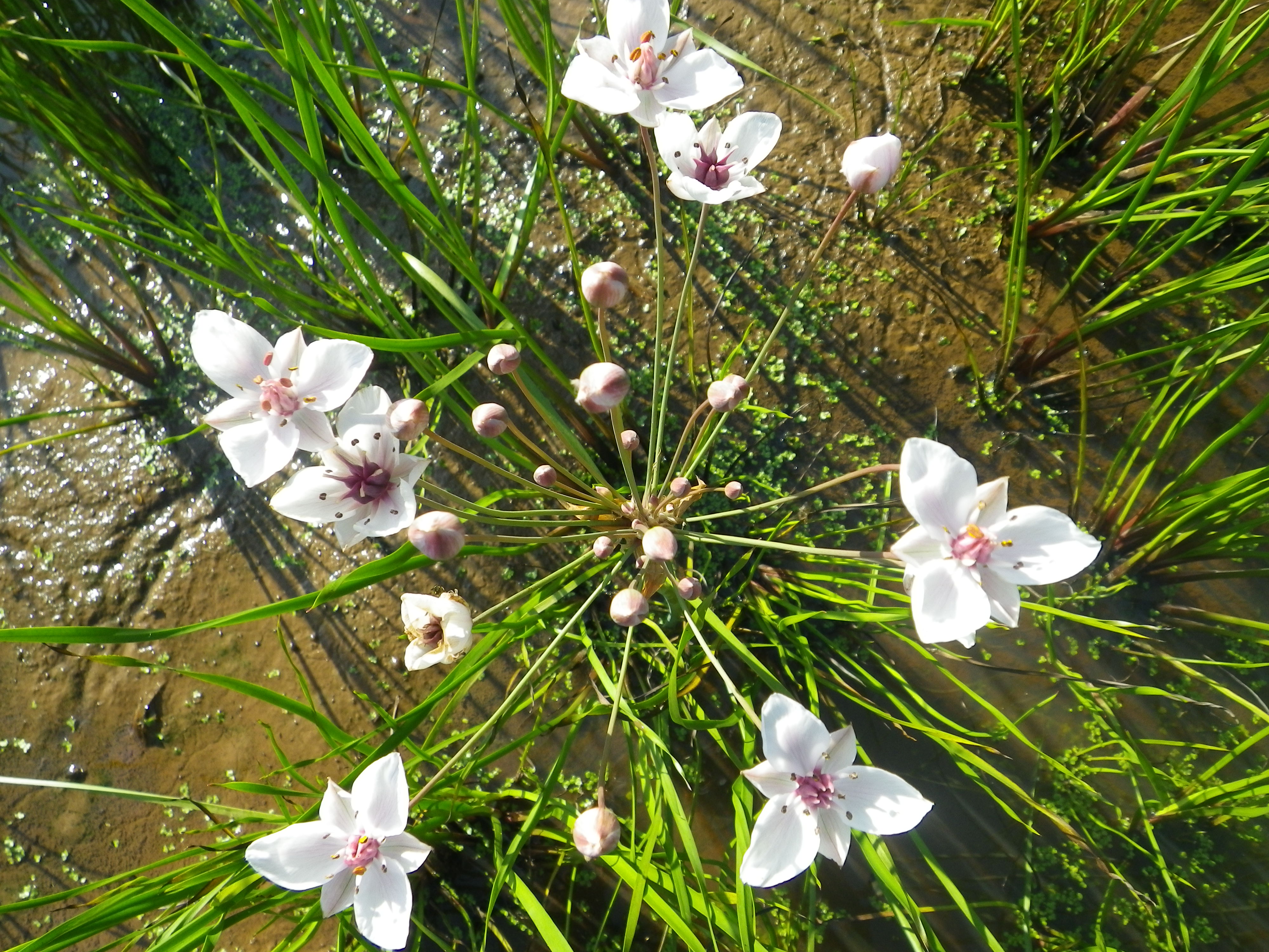 Butomus alba (White flowering rush) Devon Pond Plants