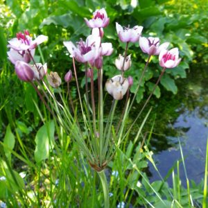 pond plants - butomus umbellatus