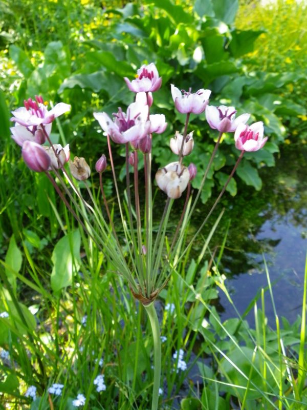 pond plants - butomus umbellatus