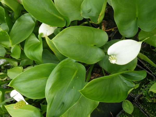 Calla palustris (Bog arum)