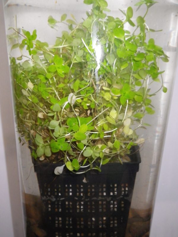 Callitriche stagnalis (Starwort)