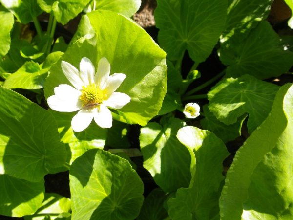 Caltha leptosepala (Broad leaved white Marsh Marigold)