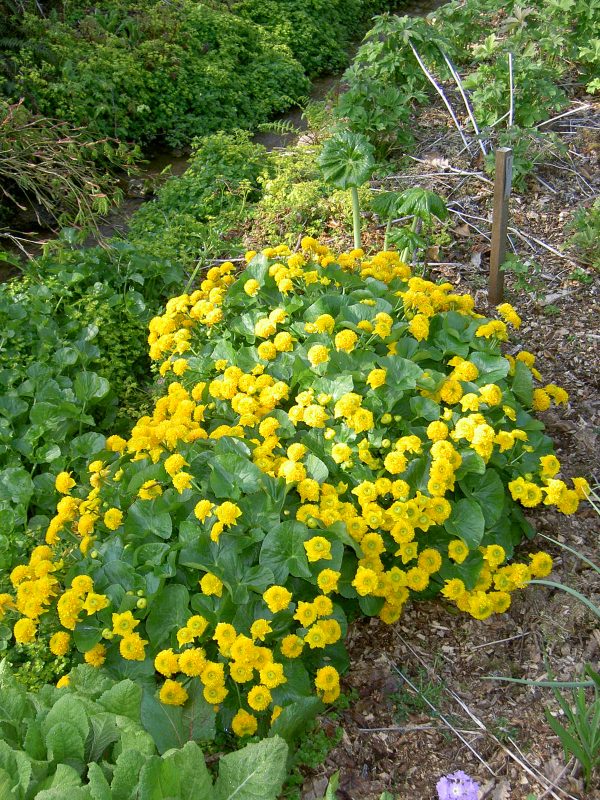 Caltha palustris 'Flore Pleno' (Double Marsh Marigold)
