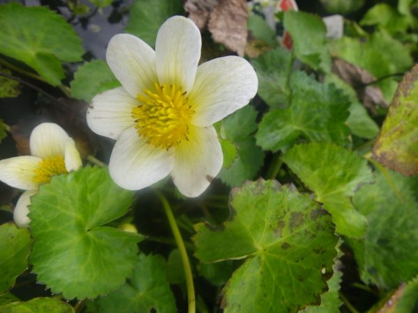 Caltha palustris alba (White marsh marigold)