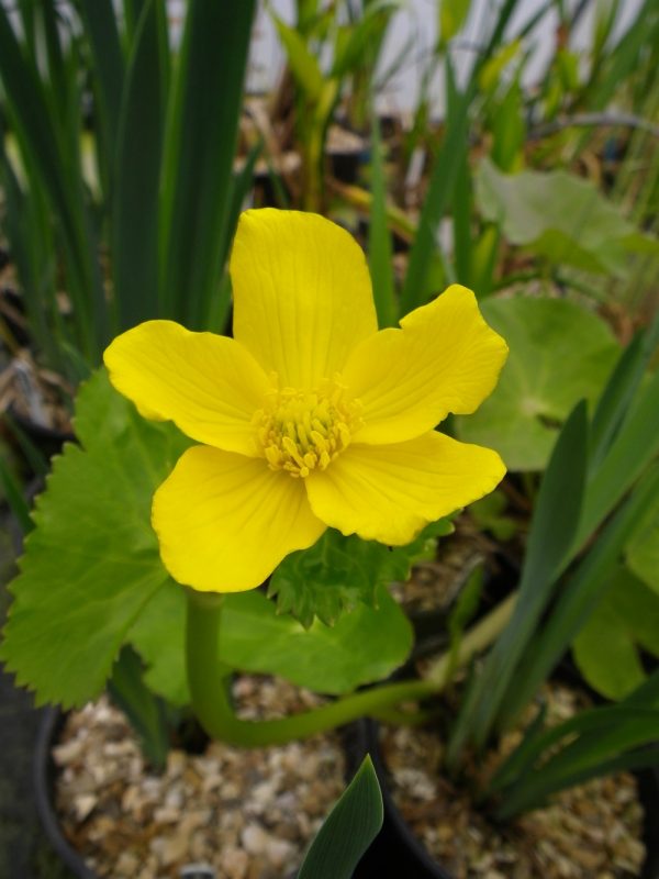 Caltha palustris palustris (Caltha polypetala, Giant marsh marigold)