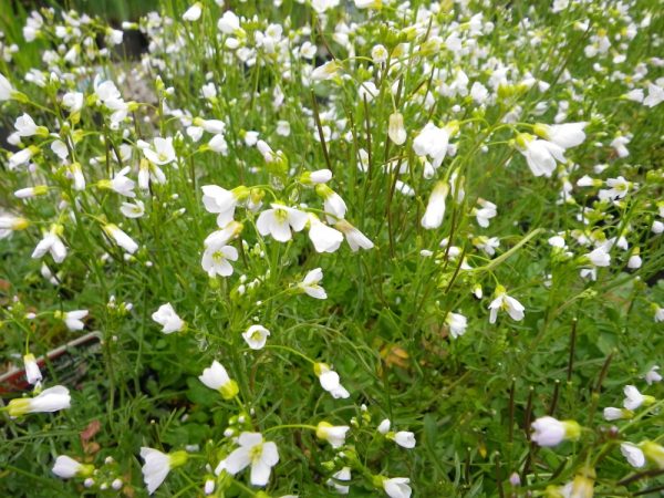 Cardamine pratensis (Cuckoo flower, Lady’s smock)