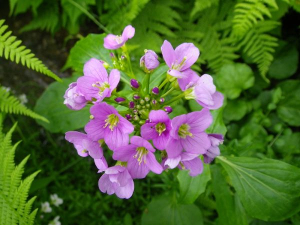 Cardamine raphanifolia (Broad leaved cuckoo flower)