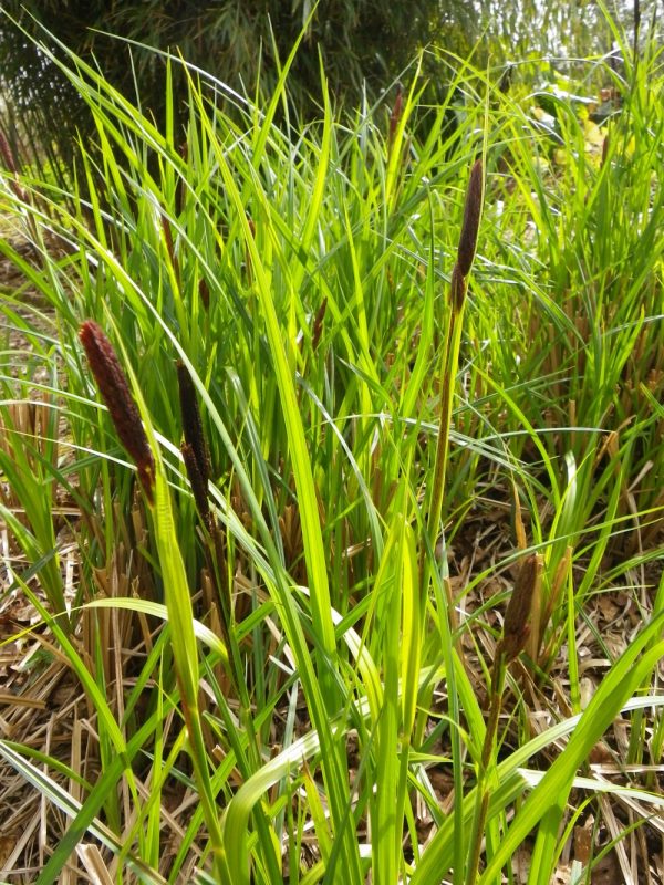 Carex acuta (Slender tufted sedge)