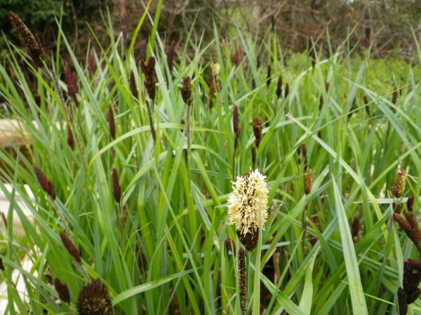 Carex acutiformis (Lesser pond sedge)