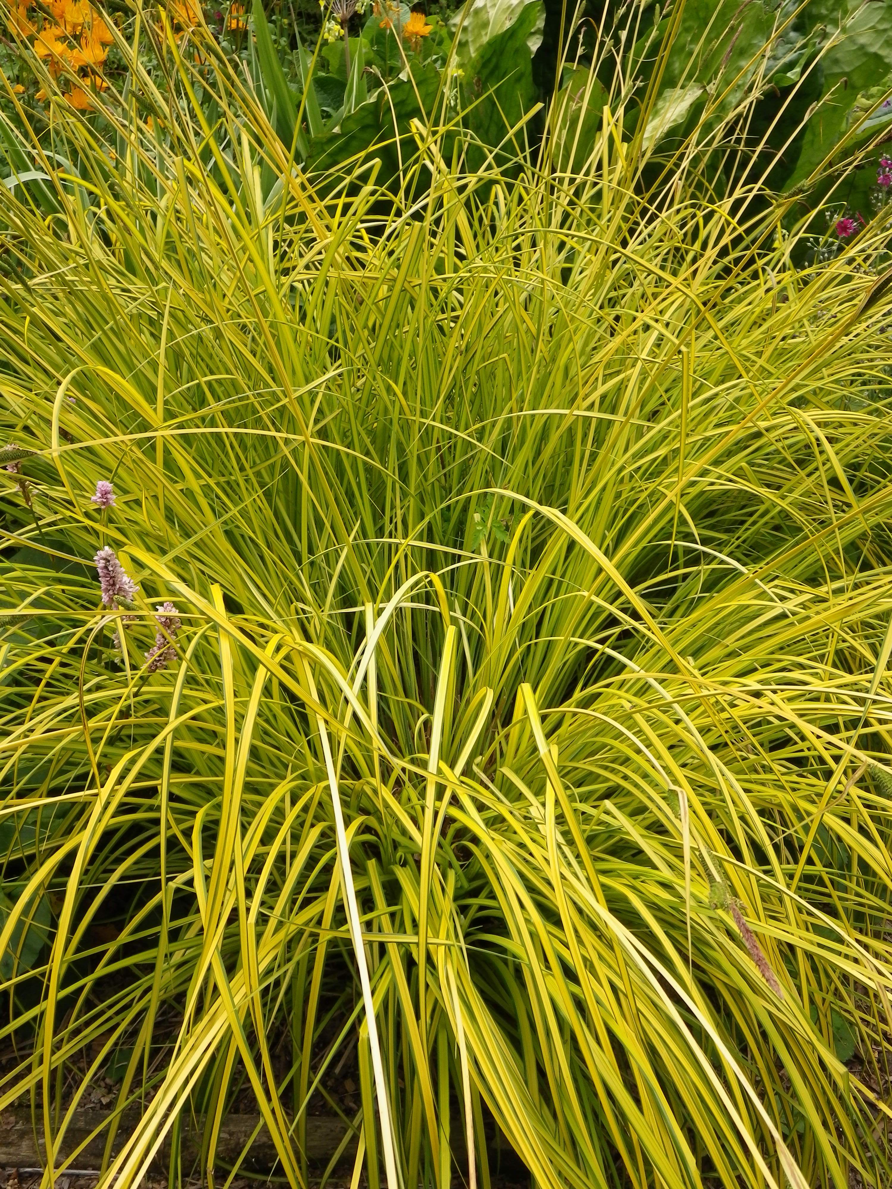 Carex elata Aurea (Bowles Golden sedge) Devon Pond Plants