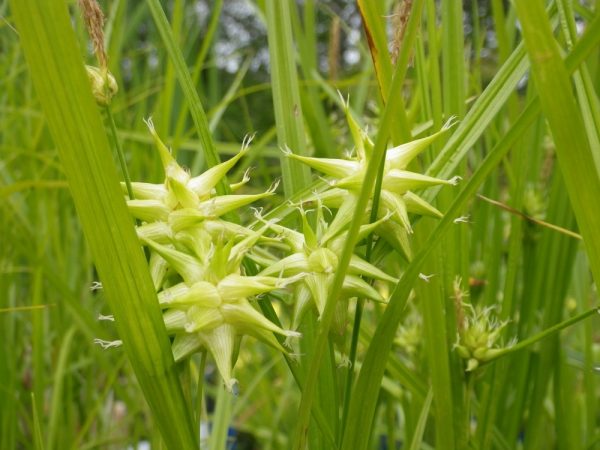 Carex grayi ( Sputnik sedge)