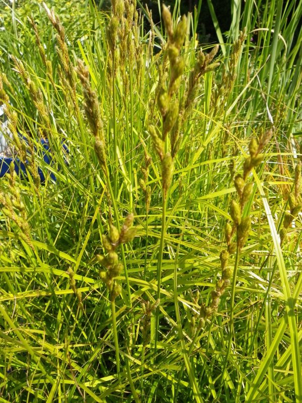 Carex muskingumensis (Musk sedge)