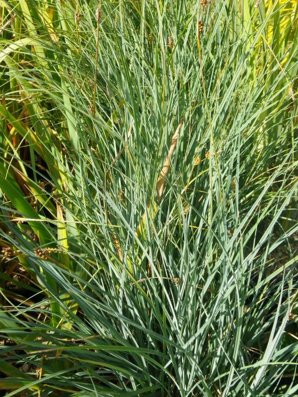 Carex panicea (Carnation grass)