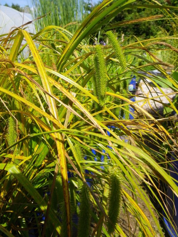 Carex pseudocyperus (Hop sedge)