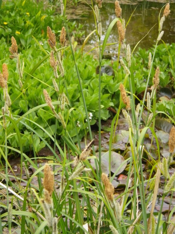 Carex riparia (Greater pond sedge)