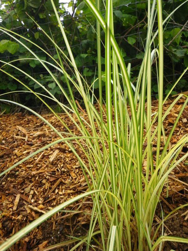 Carex riparia Variegata (Variegated pond sedge)