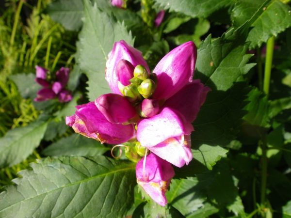 Chelone obliqua (Turtlehead)